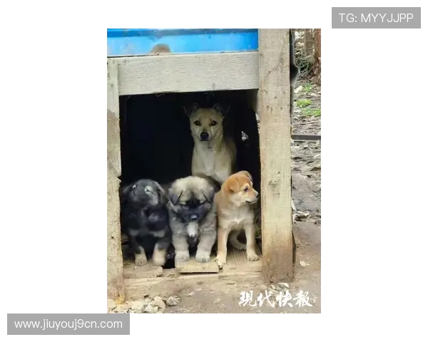 九游社区网页版官网常见问题与客服支持服务指南帮助玩家解决使用中的疑难